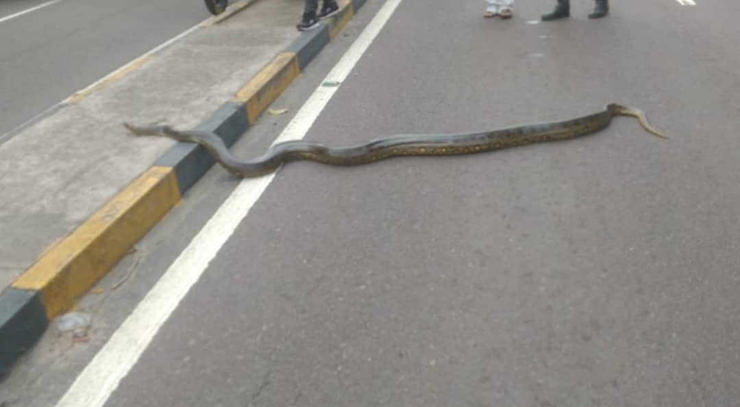 Sucuri De 5 Metros Para O Transito Ao Tentar Atravessar Avenida Em